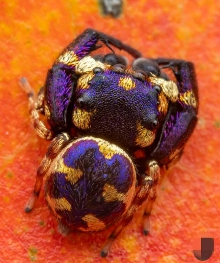 Immagine caricata da CX