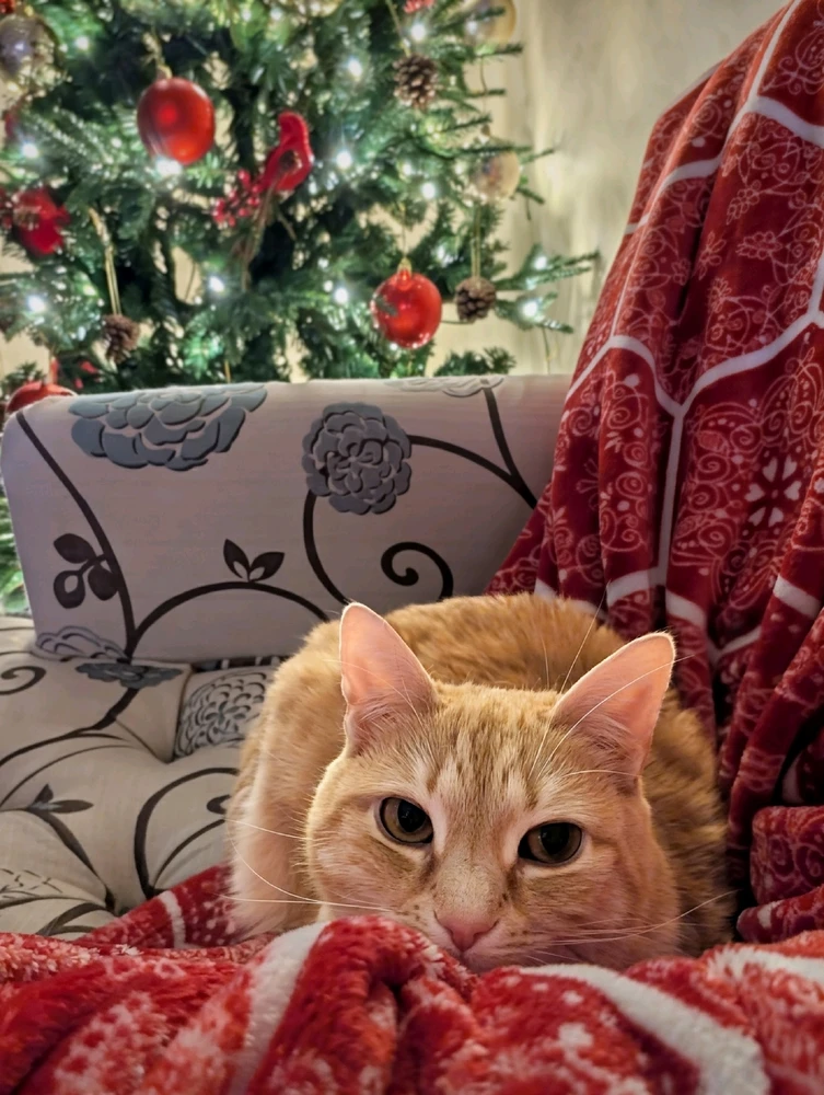 GIF diunggah dening Melissa