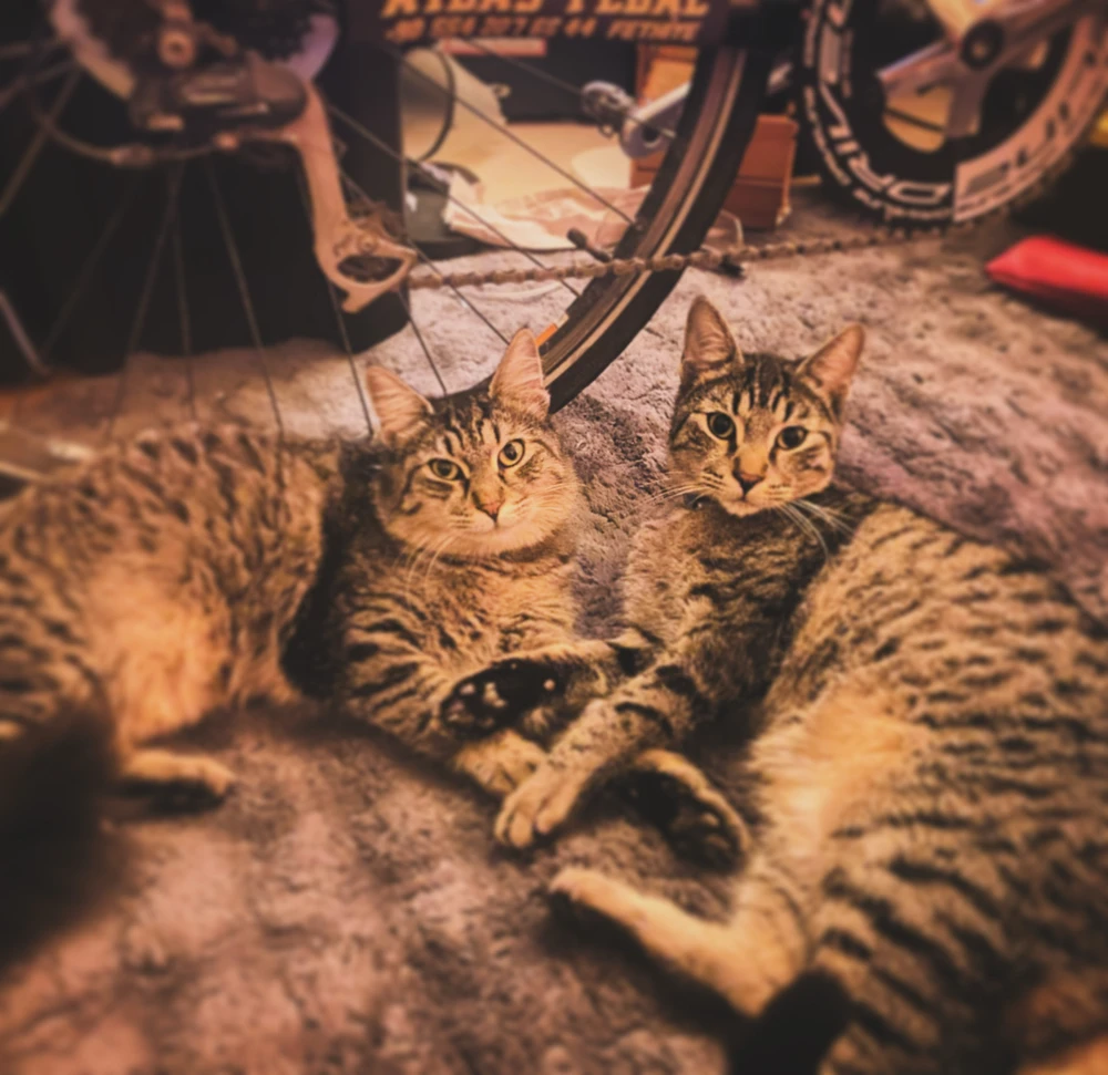 GIF diunggah dening Bora