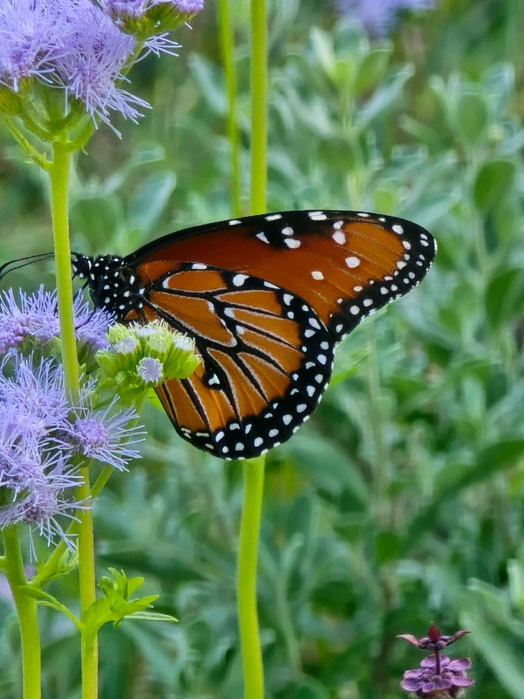 Image uploaded by Leandro Siebert