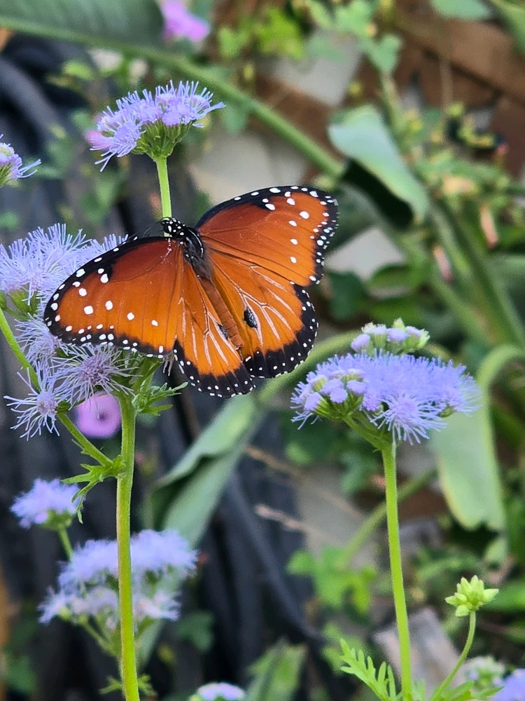 Image uploaded by Leandro Siebert