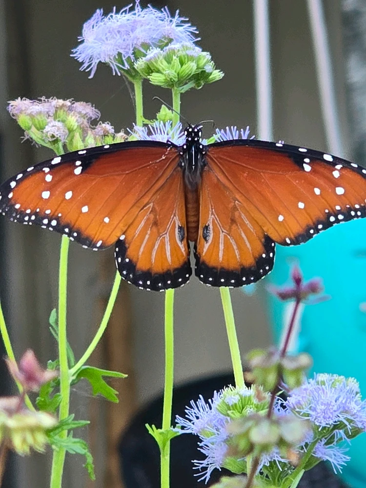 Image uploaded by Leandro Siebert