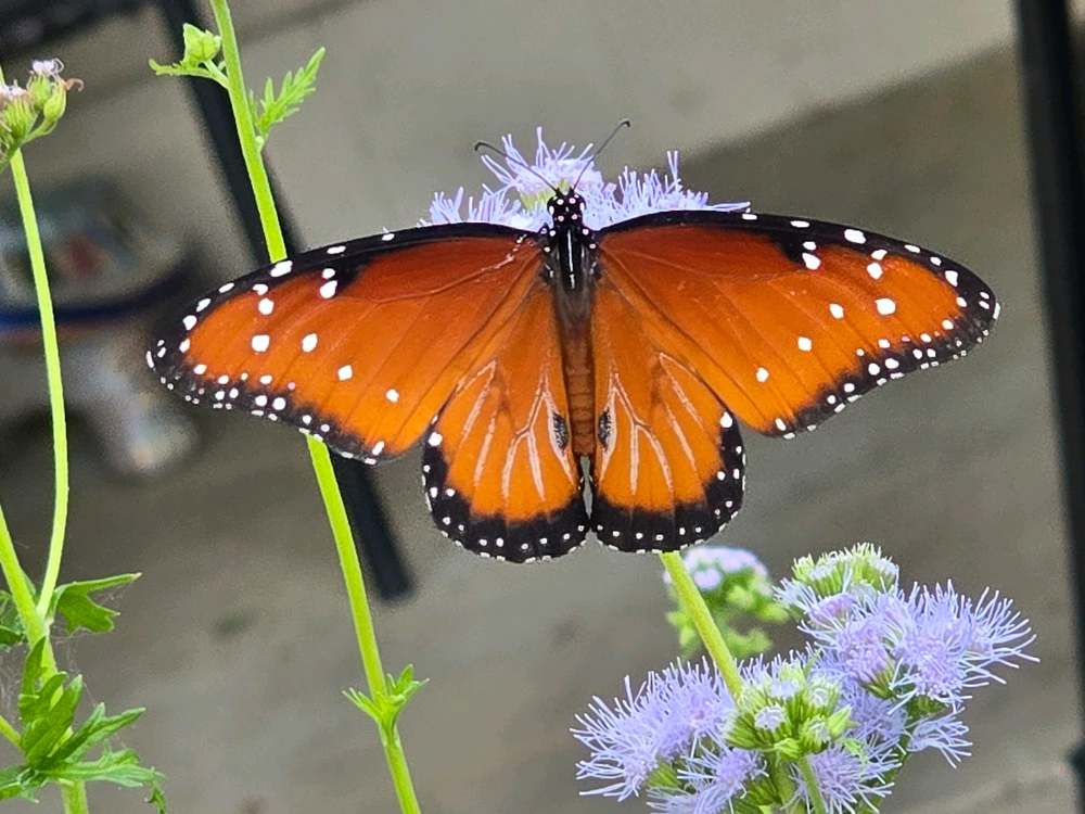 Image uploaded by Leandro Siebert