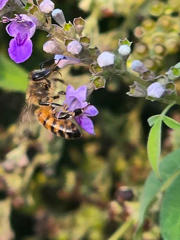 Image uploaded by Leandro Siebert