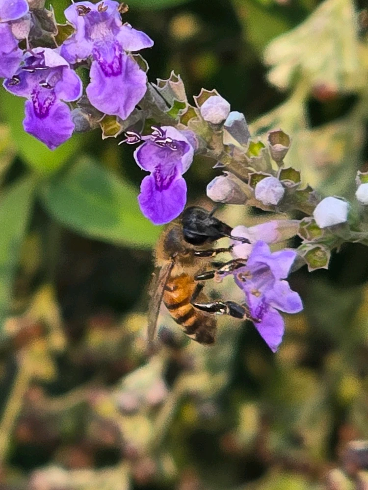 Image uploaded by Leandro Siebert