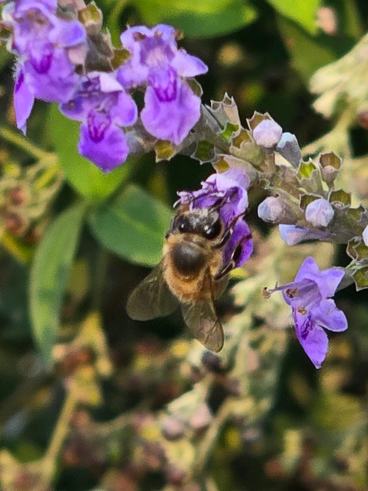 Image uploaded by Leandro Siebert