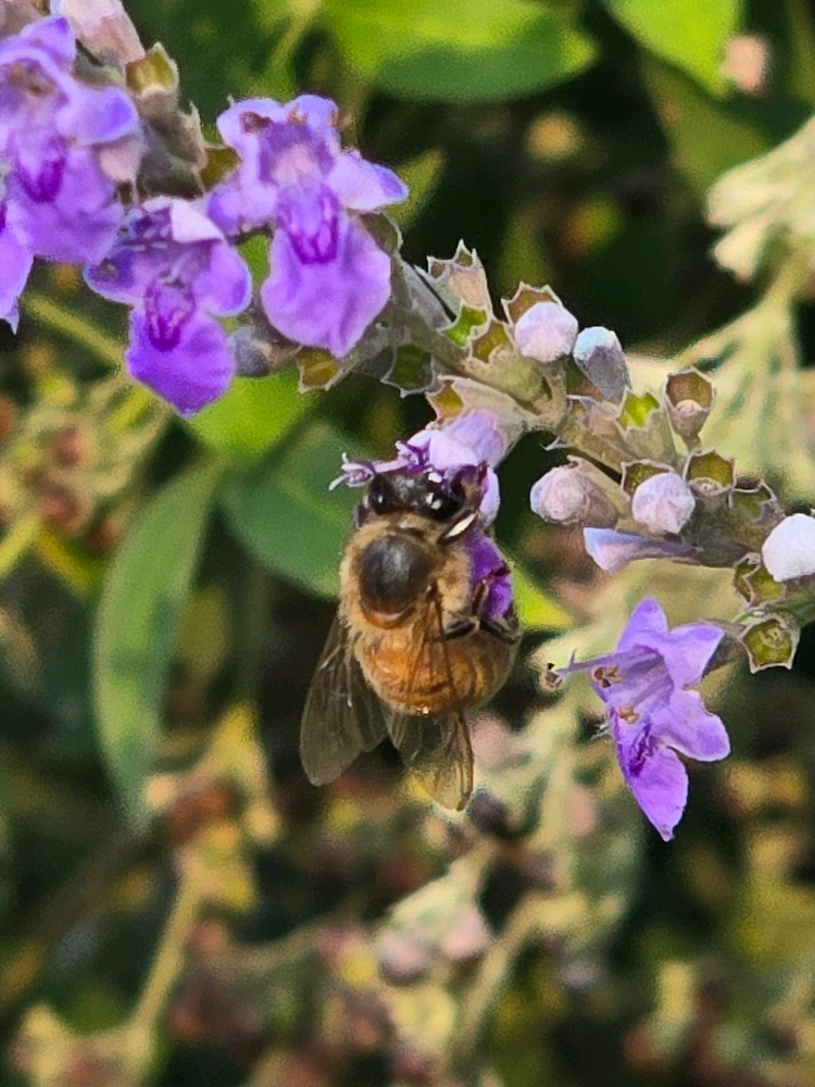 Image uploaded by Leandro Siebert