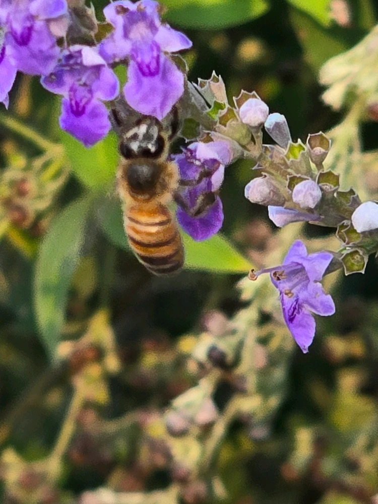 Image uploaded by Leandro Siebert