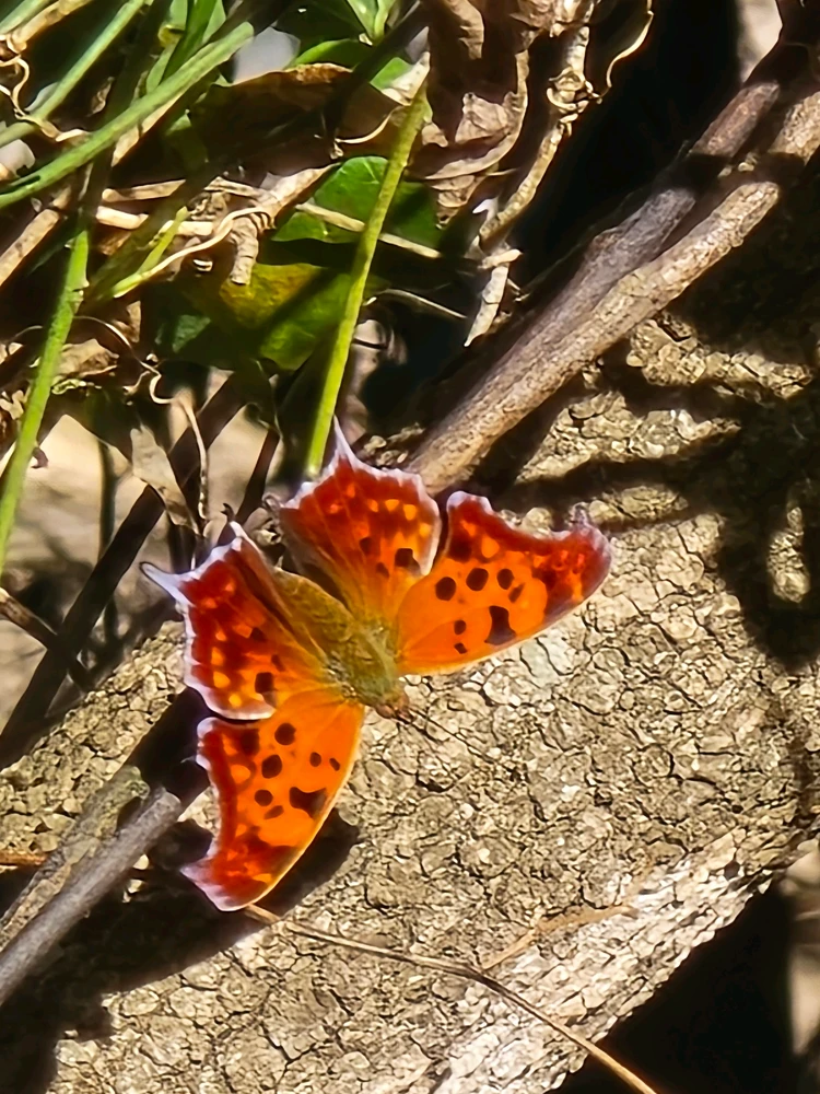 Image uploaded by Leandro Siebert