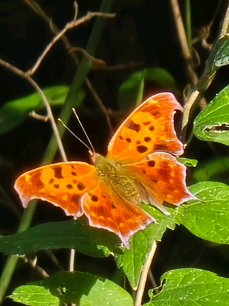 Image uploaded by Leandro Siebert