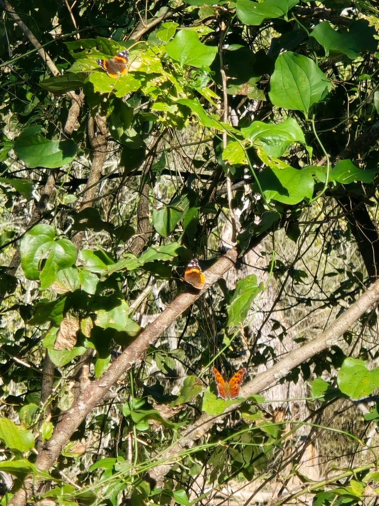 Image uploaded by Leandro Siebert