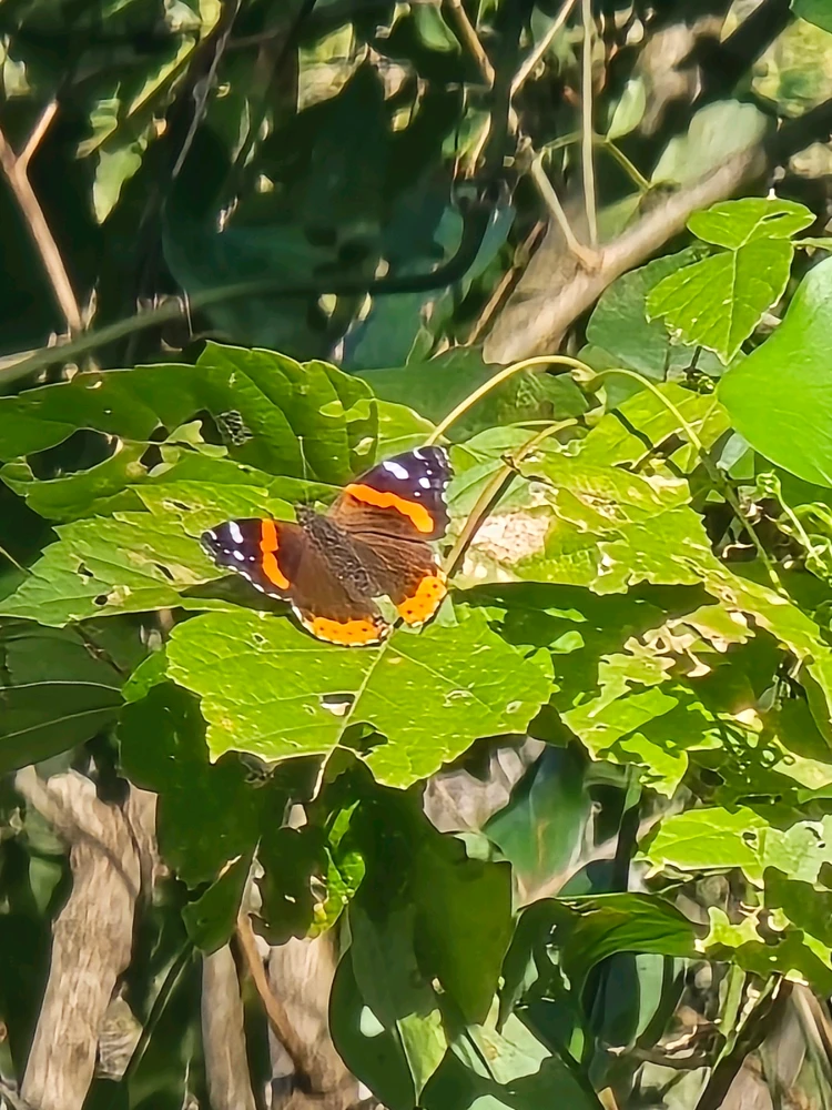 Image uploaded by Leandro Siebert