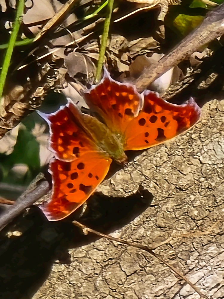 Image uploaded by Leandro Siebert