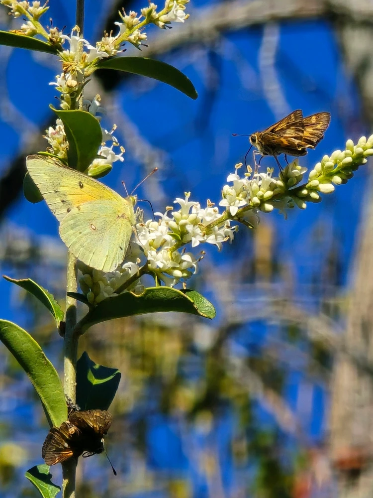 Image uploaded by Leandro Siebert