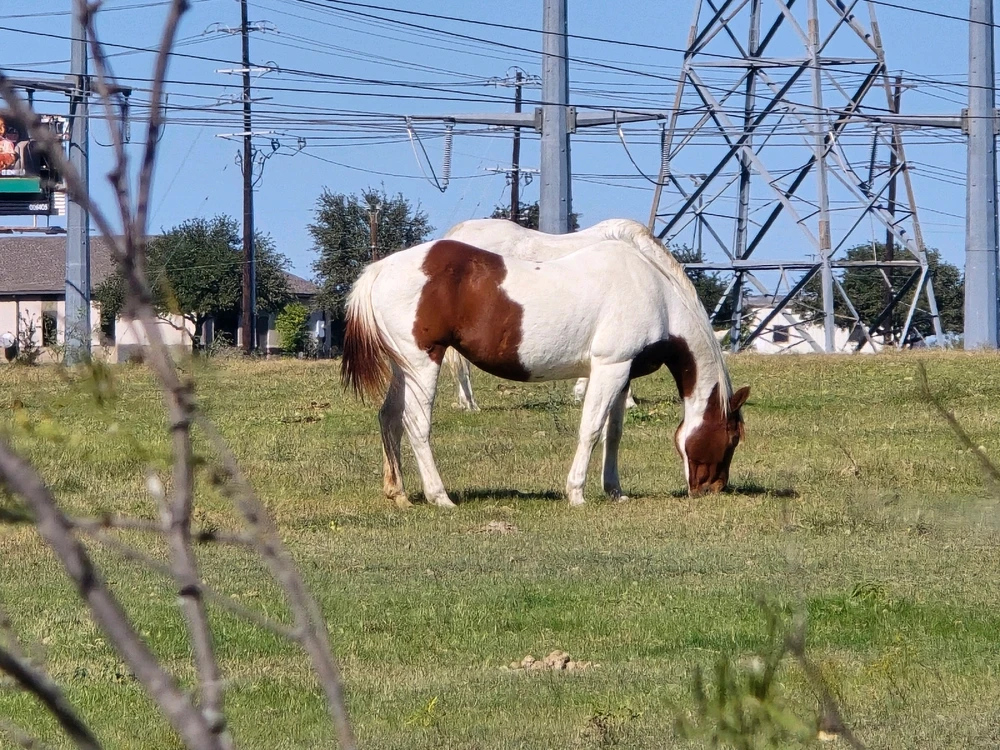 Image uploaded by Leandro Siebert