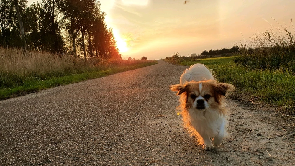 GIF geüpload door Mike