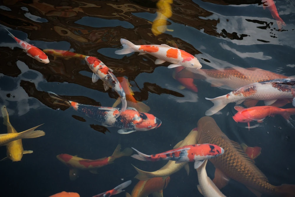 GIF uploaded by Blue Planet