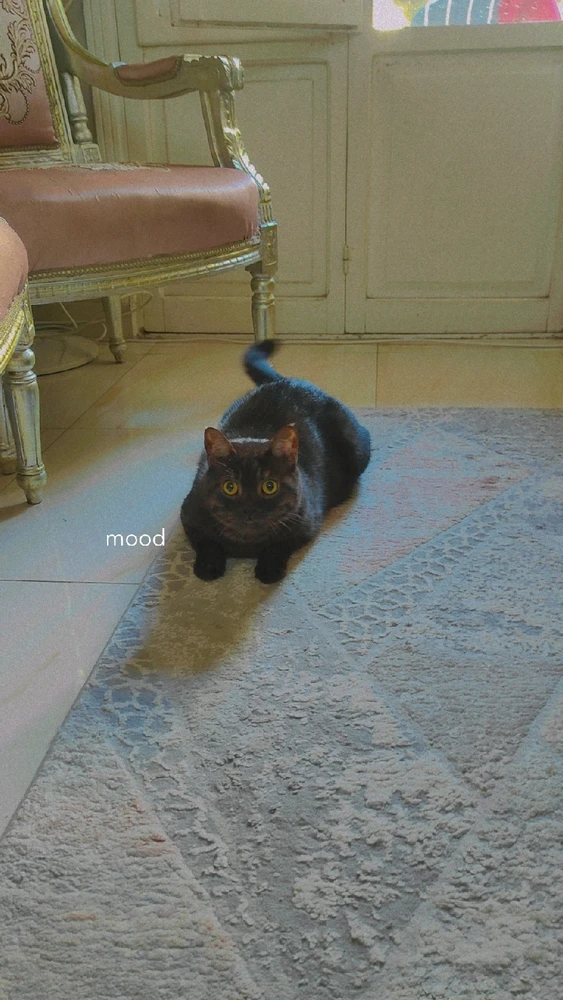 GIF uploaded by Abdelrahman