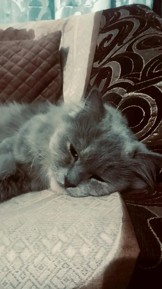 Image uploaded by Amit Sankhala