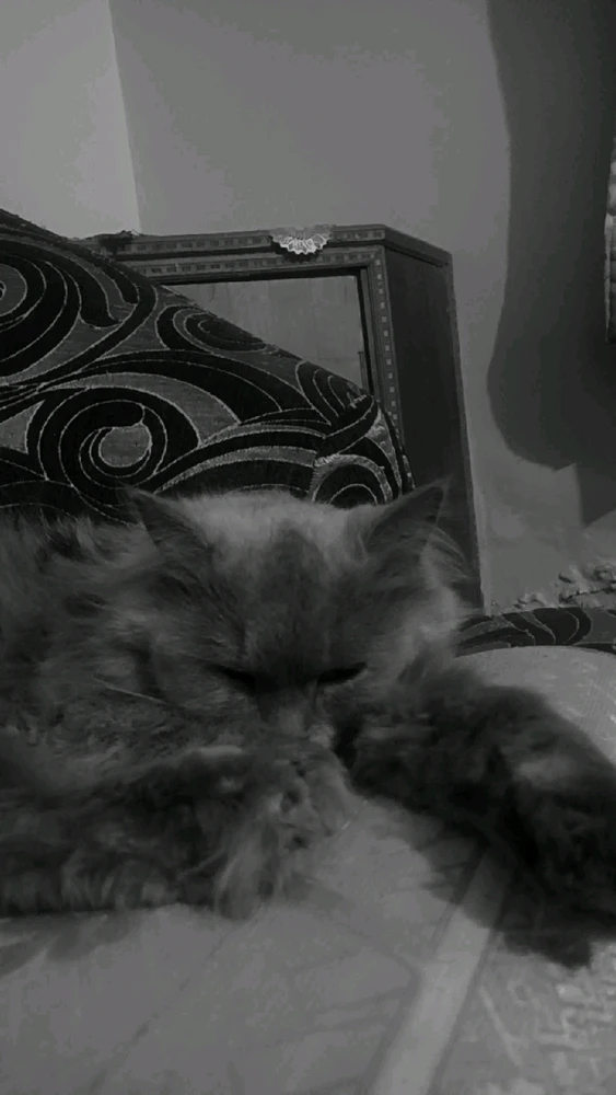 Image uploaded by Amit Sankhala