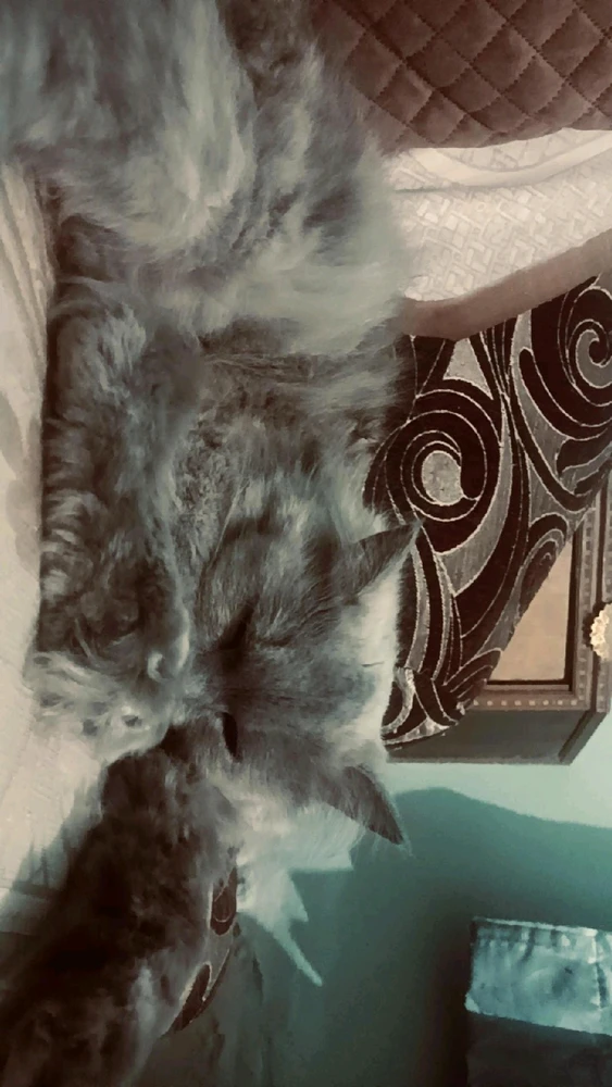 Image uploaded by Amit Sankhala