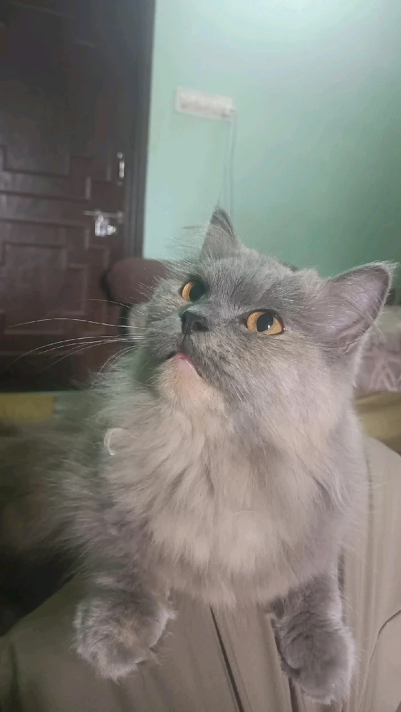 Image uploaded by Amit Sankhala