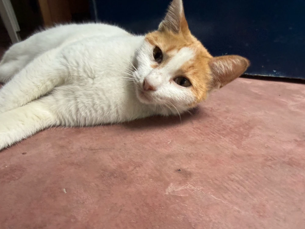 GIF uploaded by Moti