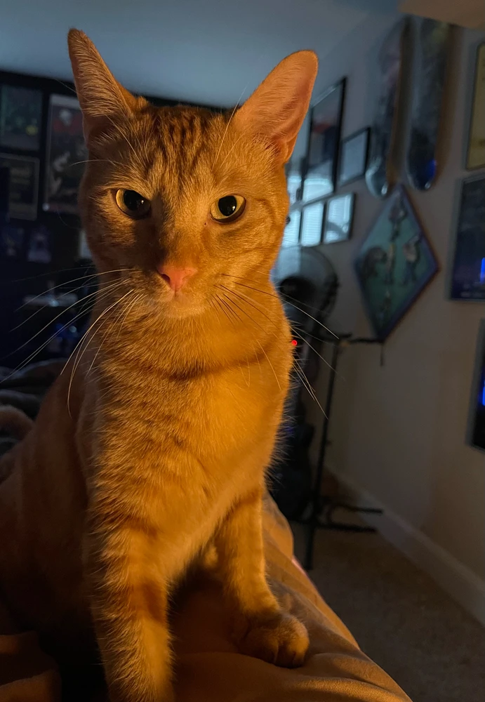 GIF uploaded by B’Goshie