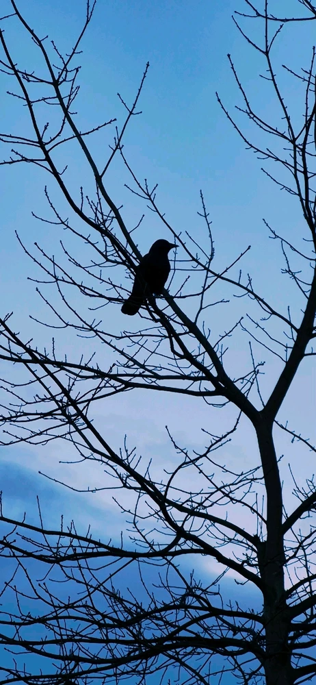 Image uploaded by Baines