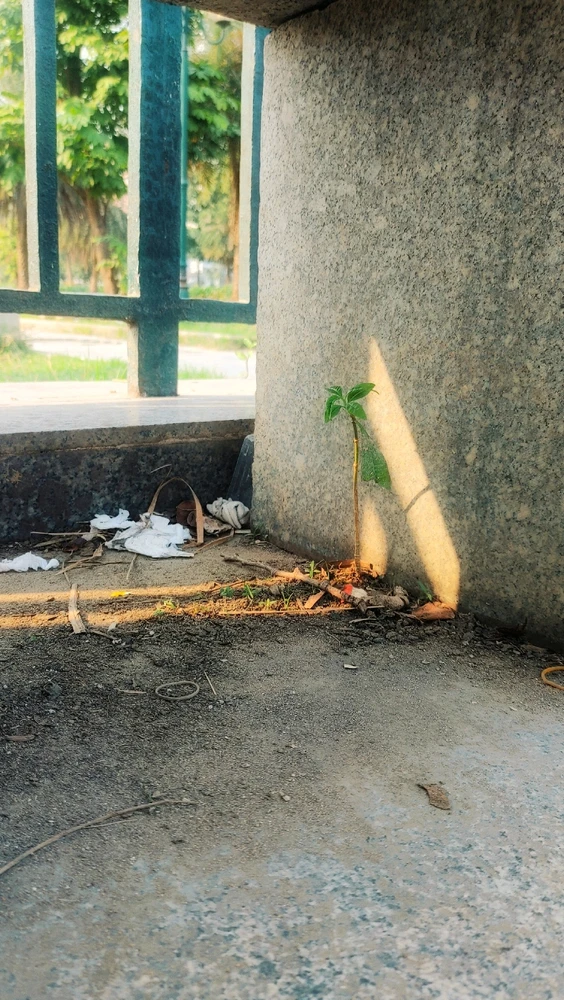 GIF được Boong tải lên