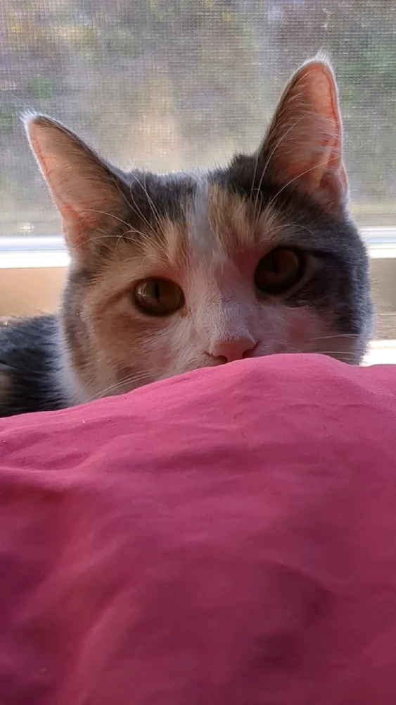 GIF uploaded by Enbaby Ari