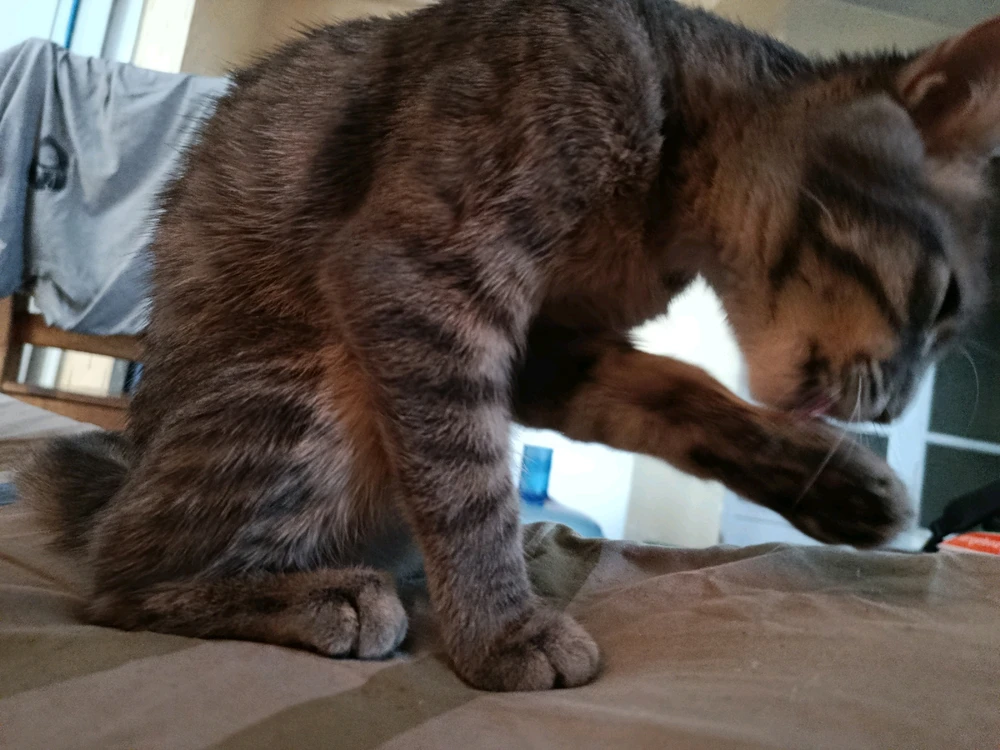 GIF subido por Thomas