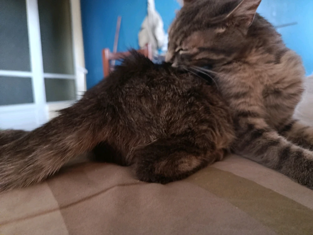 Imagen subida por Thomas