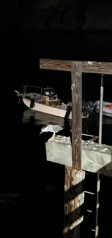 Image uploaded by Conlan