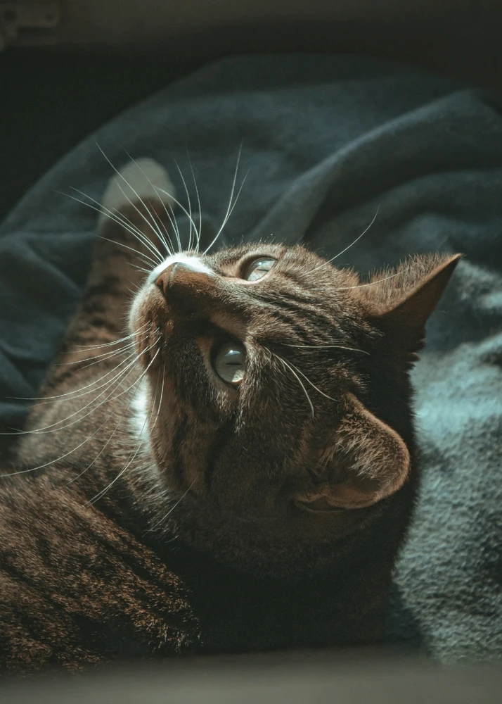 GIF uploaded by Peter Custodio