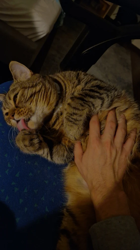 GIF hochgeladen von Leon