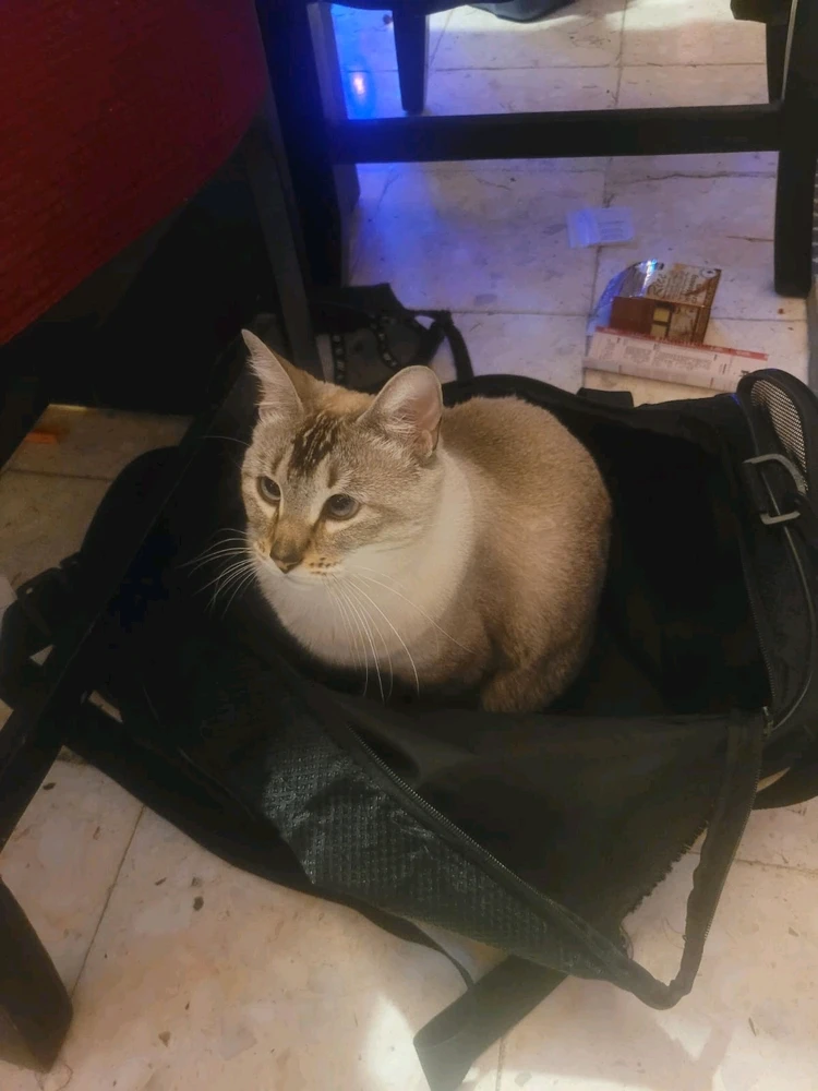 Imagen subida por Diego