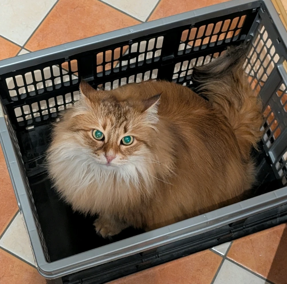 GIF hochgeladen von Filomez