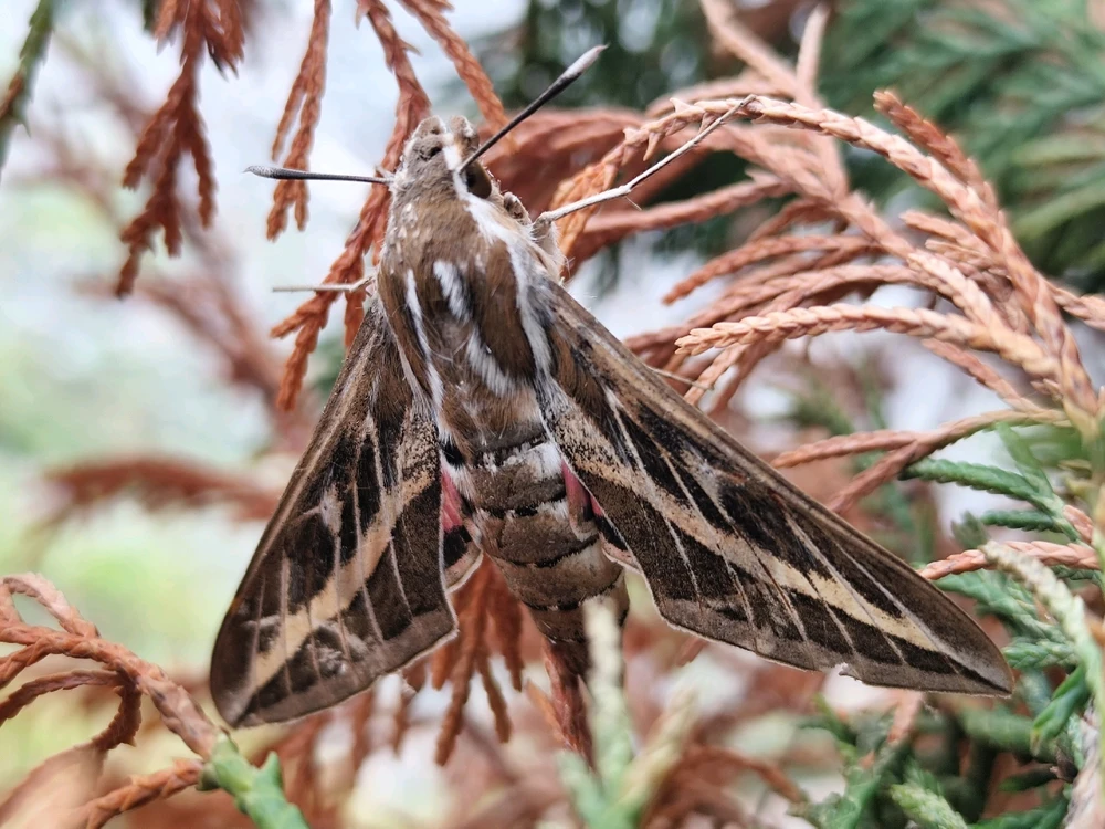 Image uploaded by Han