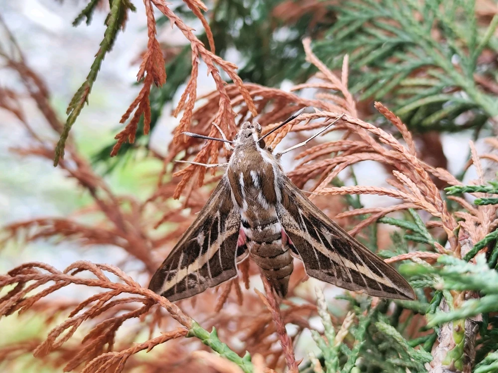 Image uploaded by Han