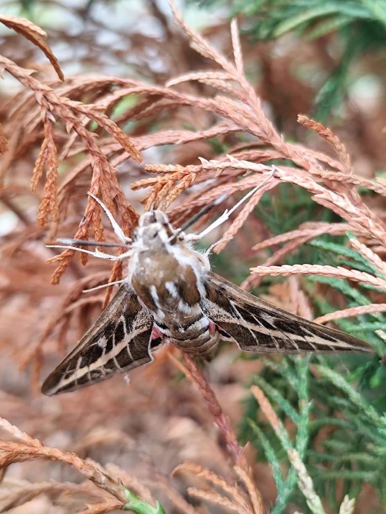 Image uploaded by Han