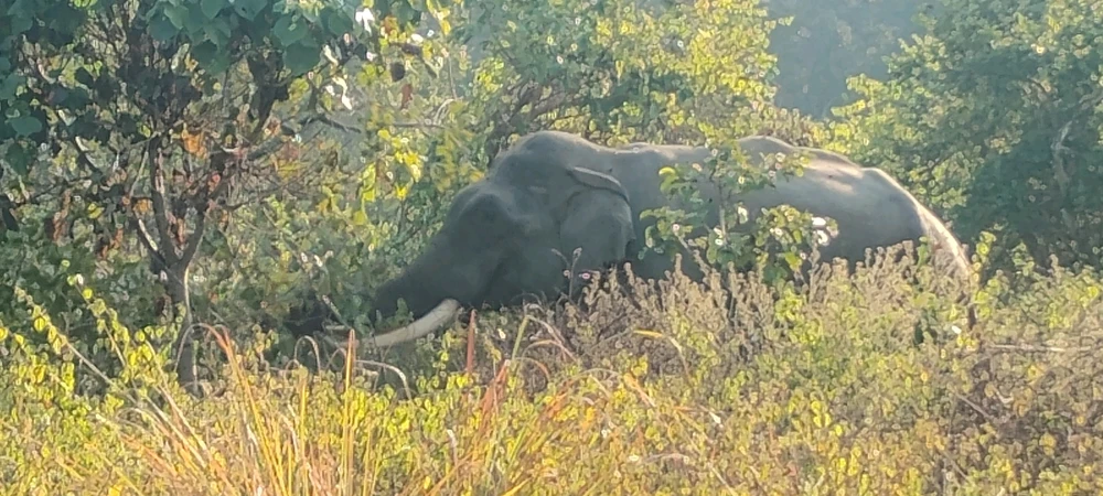 Image uploaded by Rutu