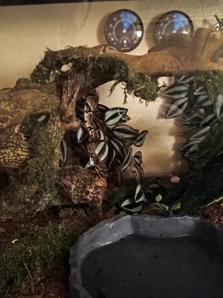 Image uploaded by Auzzy