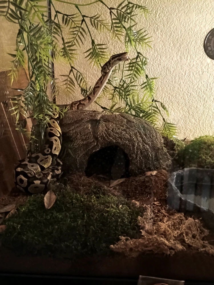 Image uploaded by Auzzy