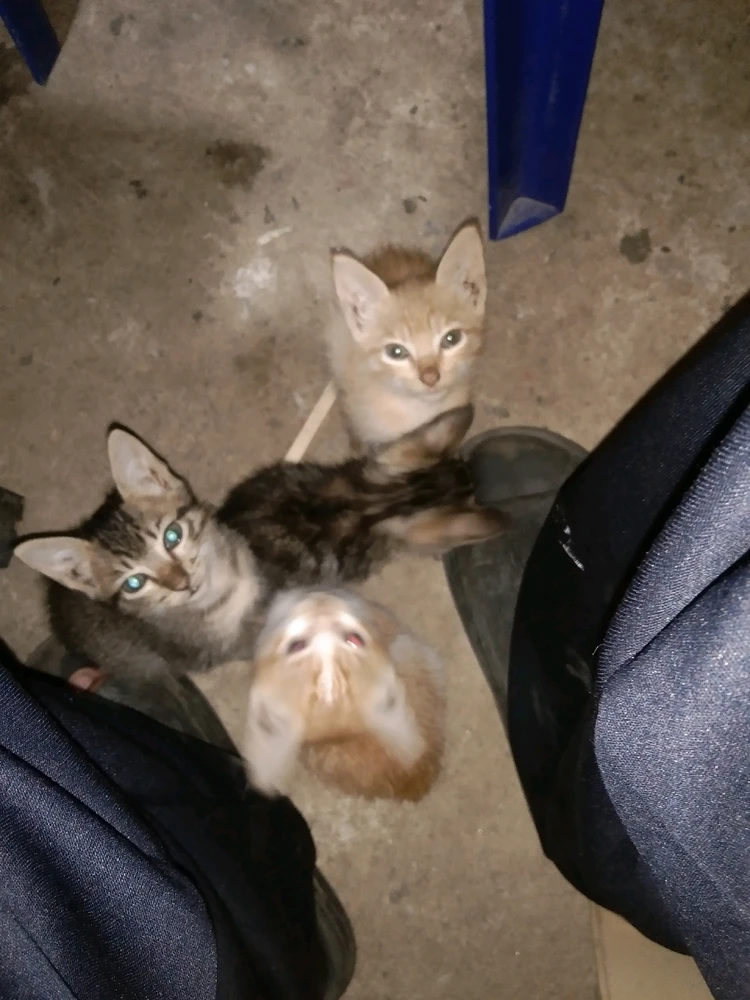 Image uploaded by Obadiah