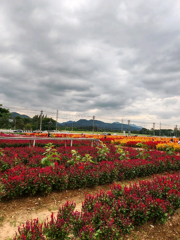 Image uploaded by Tann