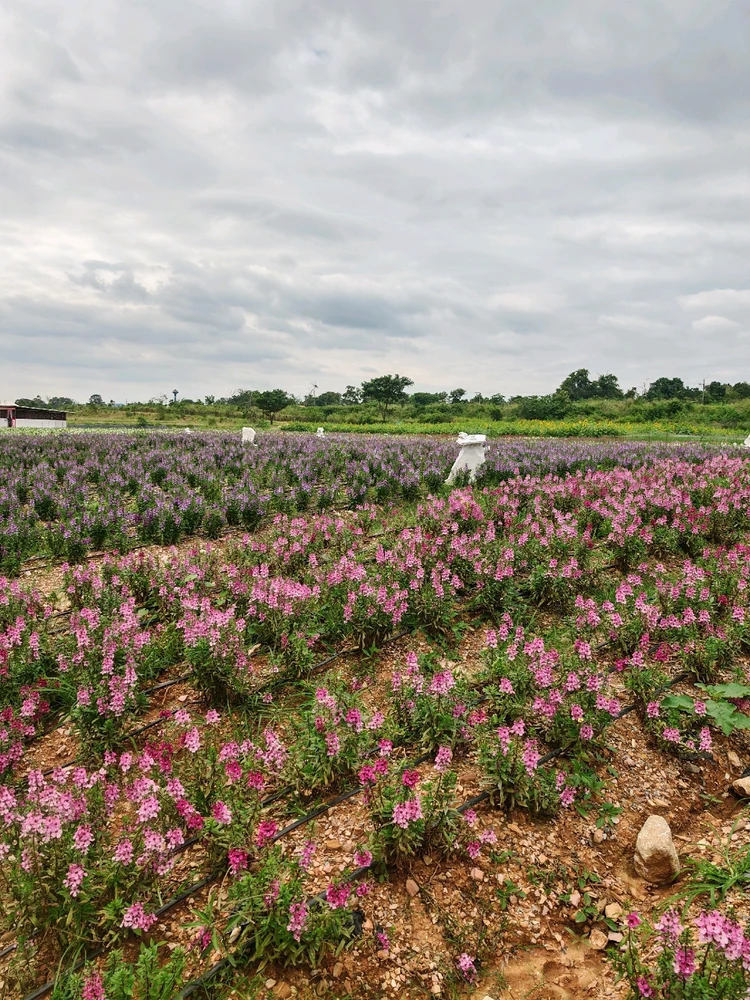 Image uploaded by Tann