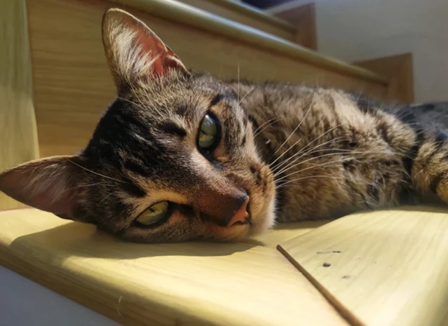 GIF uploaded by Pedro Morais