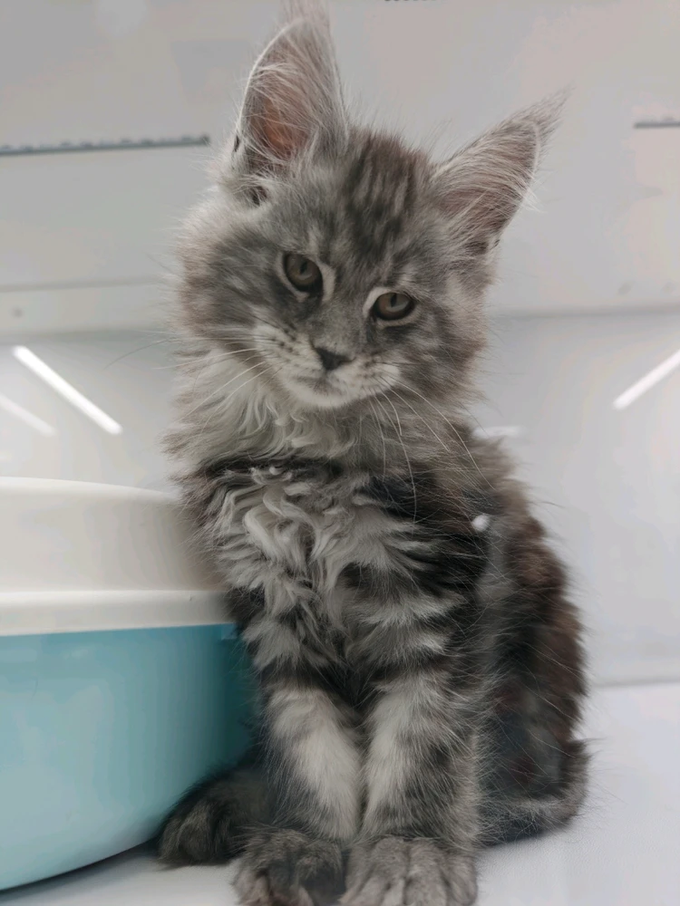 由Yuki上传的图片