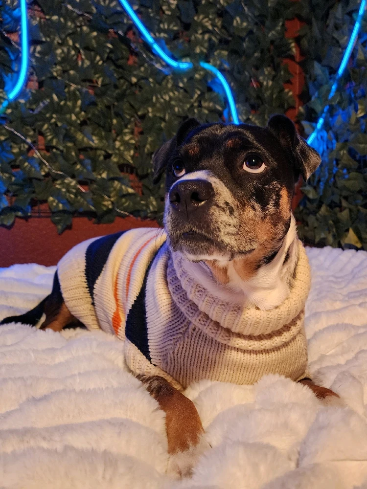 GIF uploaded by ✨️Gender/Blender✨️